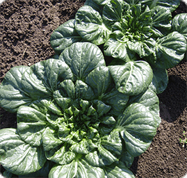 土肥農園の野菜