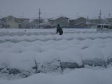 季節はずれの大雪